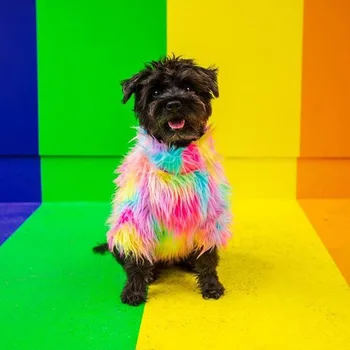 Oblečenie pre psy, Jeseň/zima Sveter Psie Oblečenie Práva Bojujú Rainbow Kožušiny Zahusťovanie Pet Bavlna Srsť domácich miláčikov acessorios